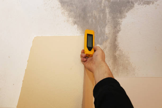 Best Basement Mold Removal  in Savanna, IL