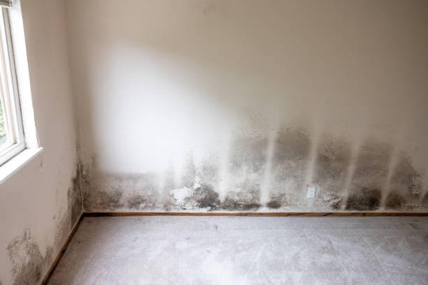 Best Mold Damage Restoration  in Savanna, IL